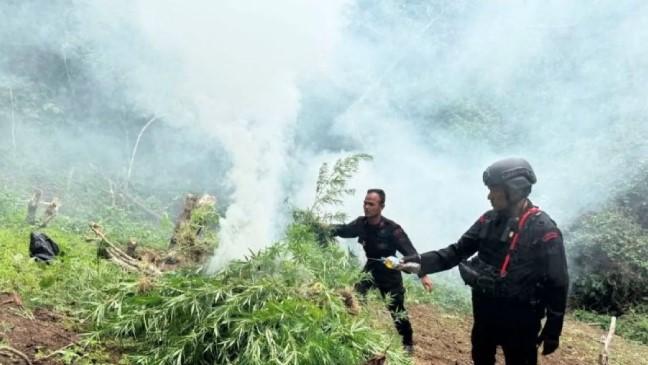 Brimob Polda Sumut Musnahkan 10 Hektare Ladang Ganja di Perbukitan Tor Sihite