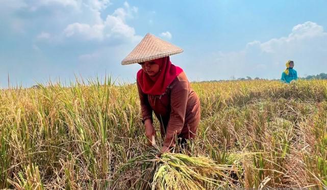 Indonesia Masuki Era Baru Pangan: Impor Beras dan Jagung Dihentikan, Produksi Domestik Cetak Rekor Sepanjang Sejarah