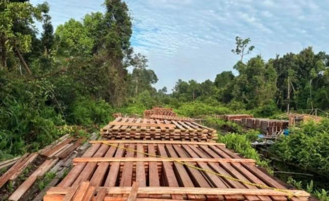 Polisi Riau Amankan 300 Kubik Kayu Ilegal dari Perbatasan Indragiri Hulu