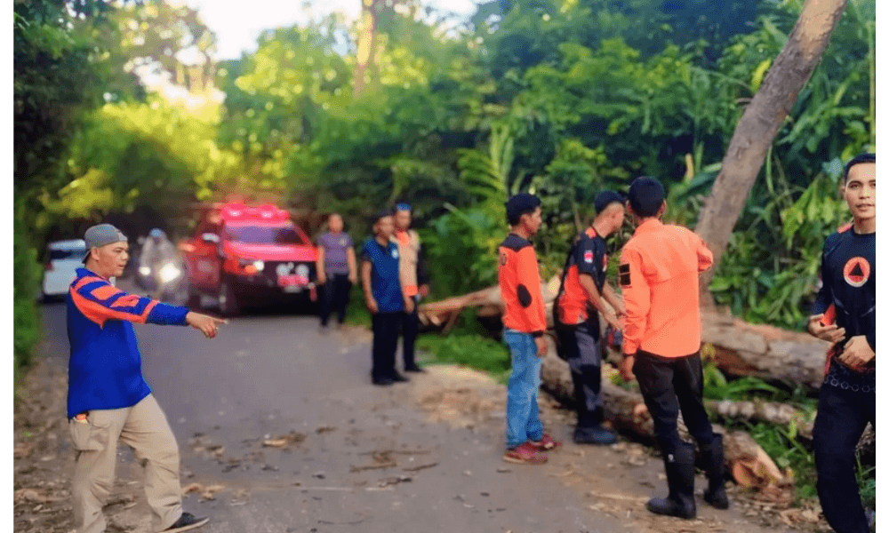 Pohon Tumbang Tutup Jalinsum OKU, Arus Lalu Lintas Sempat Lumpuh