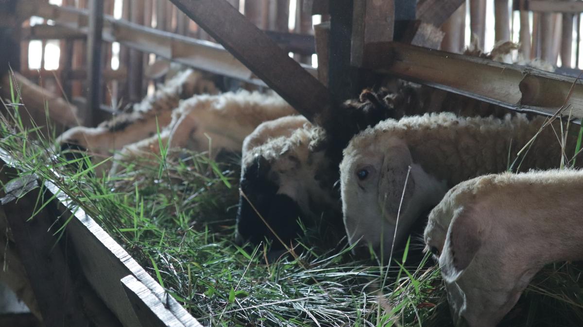 Ada Tiga Jenis Puasa Sunah Idul Adha. Ini Keutamaannya!