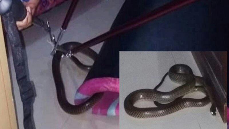 Waduh! Ular Kobra 1,5 Meter Ini Masuk ke Kamar Tidur Warga