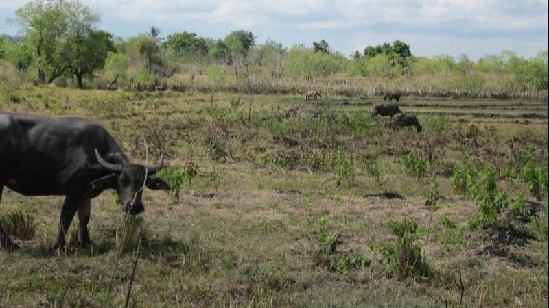 Duh Miris, Puluhan Hewan Ternak di Sumba Mati Kelaparan