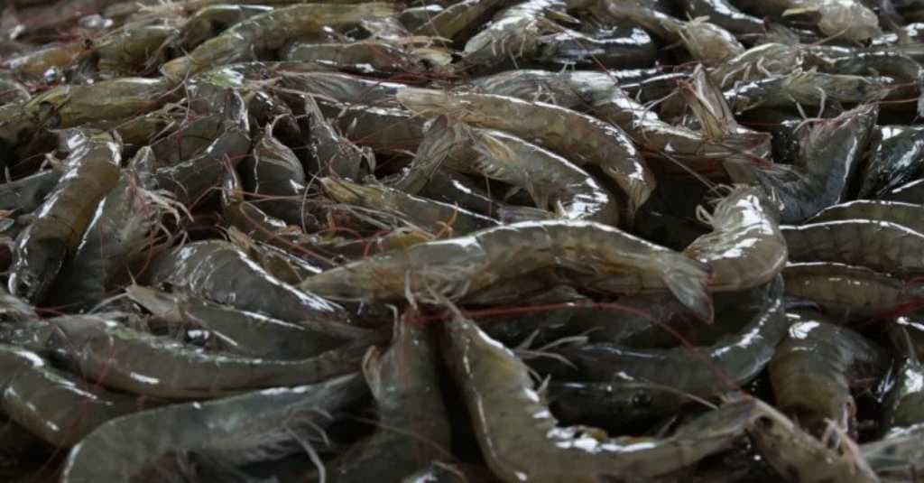 Rajin Konsumsi Udang Jadi Tutorial Bikin Awet Muda?