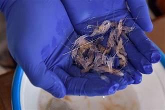 Ada Dugaan Penyelundupan Benih Lobster Pakai Jet Pribadi, KKP: PR Kita Adalah Jalur Udara