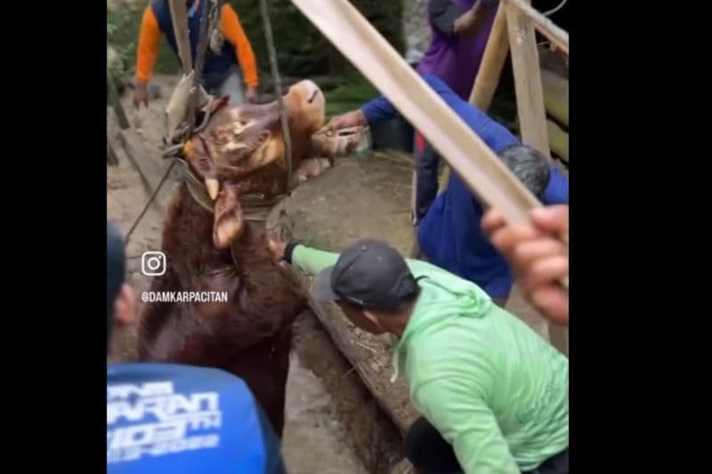 Dramatis! Evakuasi Sapi Limosin Tercebur ke Sumur 6 Meter di Pacitan
