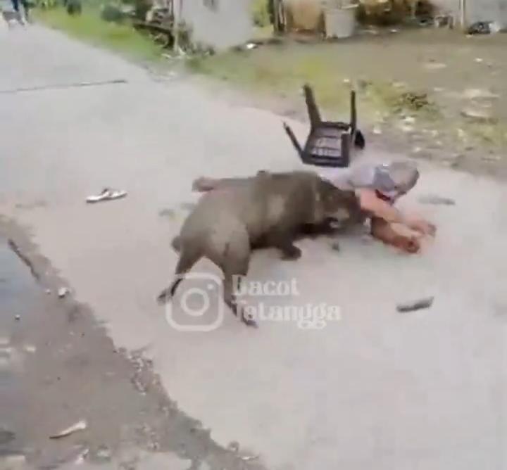 Babi Serang Warga di Sungai Geringging, 2 Orang Luka-luka