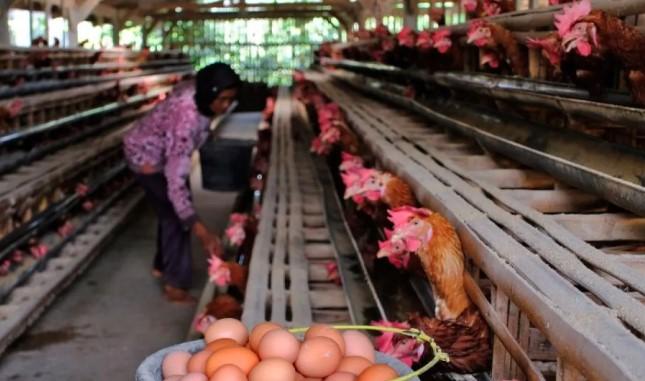 Harga Telur Ayam Tembus di Atas HAP di 175 Daerah, BPS Minta Kewaspadaan Pemerintah