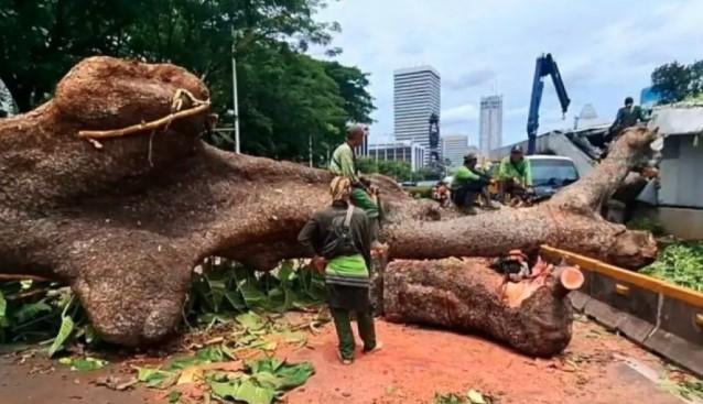 Gubernur DKI Sebut Pohon Tumbang yang Ganggu Lintasan MRT Akibat Angin Kencang