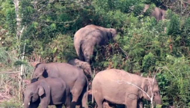 Gajah Liar Serang Warga di Pidie, BKSDA Aceh Imbau Warga Waspada dan Jaga Habitat