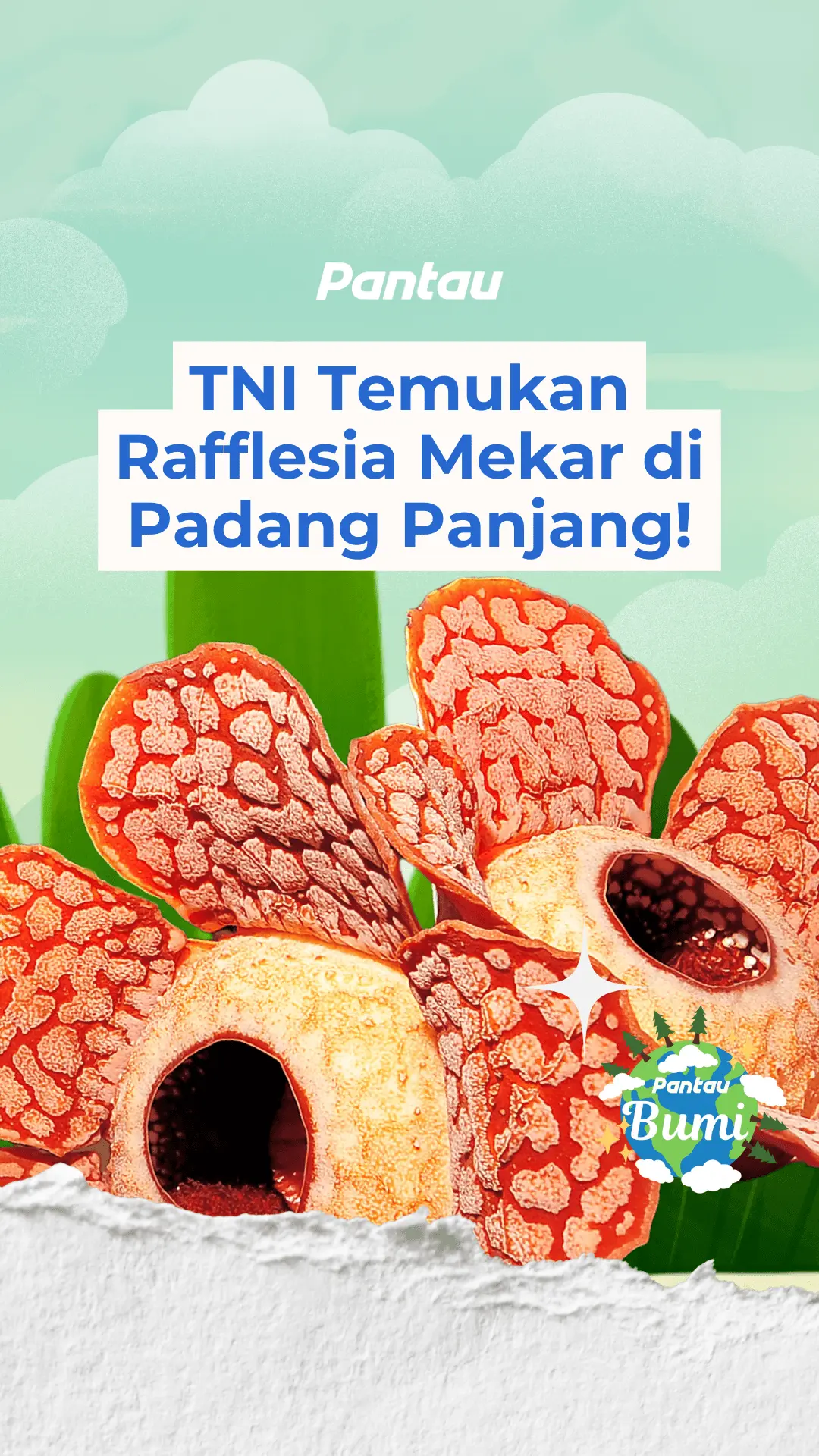 TNI TEMUKAN RAFLESIA MEKAR DI PADANG PANJANG!