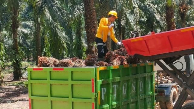 Gapki Dorong Industri Sawit Jadi Komoditas Strategis Nasional dan Solusi Pembangunan Berkelanjutan