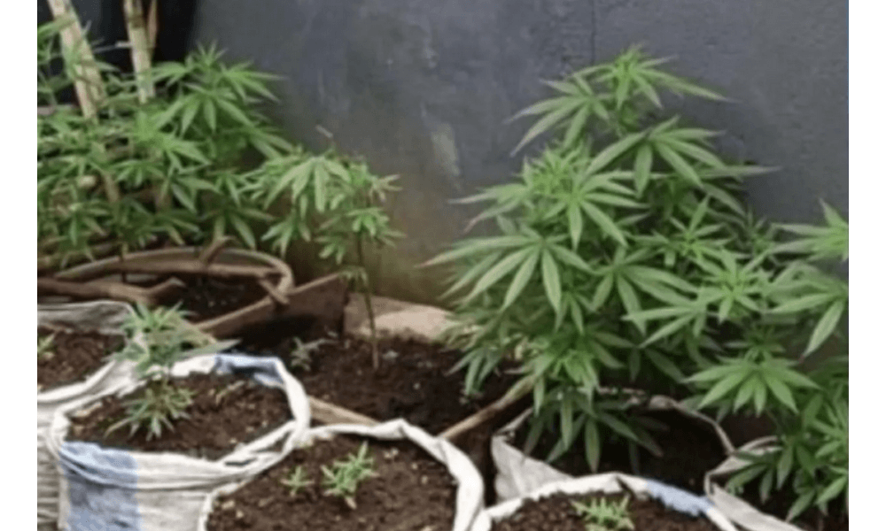 Polisi Tangkap Warga Rejang Lebong yang Tanam Ratusan Batang Ganja di Pekarangan Rumah