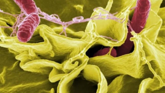 FDA Tarik Suplemen Bubuk Moringa Rosabella di AS karena Terkait Wabah Salmonella