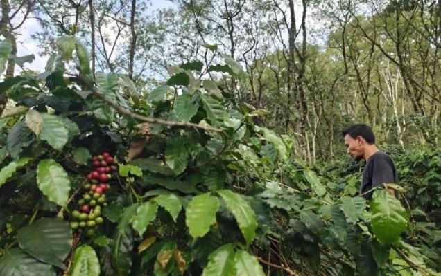 Warga Desa Agusen Bangkit Pulihkan Lahan Pertanian Pascabencana Banjir dan Longsor di Gayo Lues