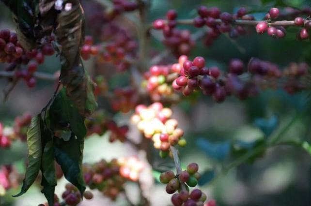 PTPN Sesuaikan Jadwal Panen Kopi Akibat Anomali Iklim untuk Jaga Mutu dan Kinerja Tetap Positif