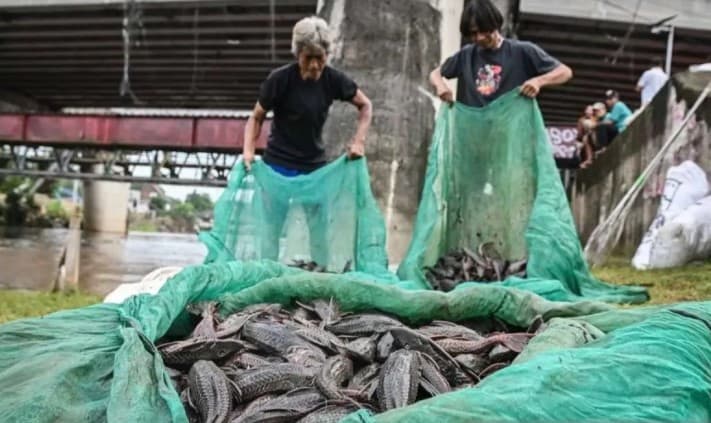 Fenomena Ikan Sapu-Sapu di Sungai Perkotaan Soroti Peran Manusia dalam Kerusakan Ekosistem