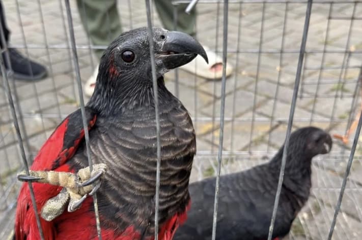 Kemenhut Gagalkan Perdagangan 100 Satwa Dilindungi Asal Papua di Tanjung Priok