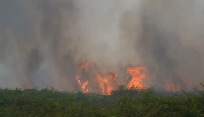 Karhutla Aceh Barat Meluas hingga 34,1 Hektare, Jadi Pengingat Pentingnya Menjaga Lingkungan