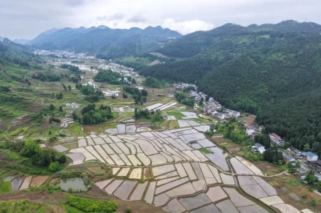Produksi Biji-bijian Musim Panas China Tembus Rekor 150,75 Juta Metrik Ton pada 2026