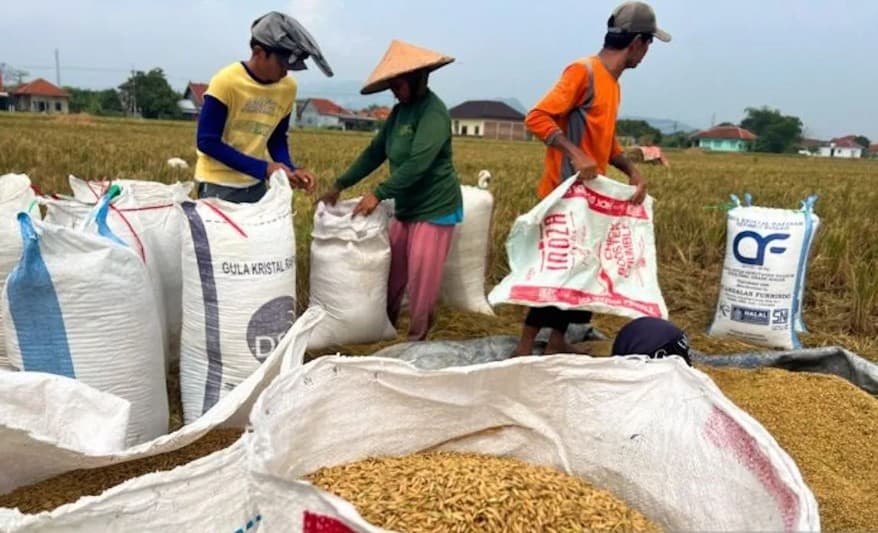 NTP Juli 2026 Naik Menjadi 127,84, Pemerintah Sebut Kesejahteraan Petani Terus Meningkat