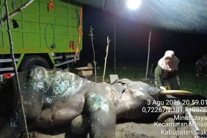 Gajah Jovi Mati Setelah 34 Hari Dirawat, BKSDA Riau Sebut Dipicu Komplikasi Infeksi