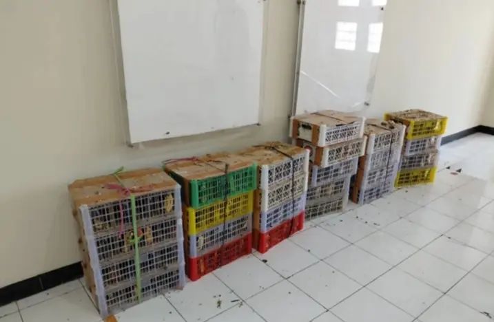 Kemenhut Gagalkan Perdagangan 190 Burung Liar di Pelabuhan Surabaya dan Tetapkan Satu Tersangka