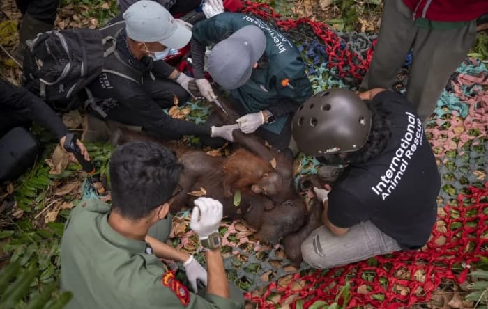 Karhutla Ketapang Mengancam Habitat, BKSDA dan YIARI Evakuasi Induk serta Anak Orangutan