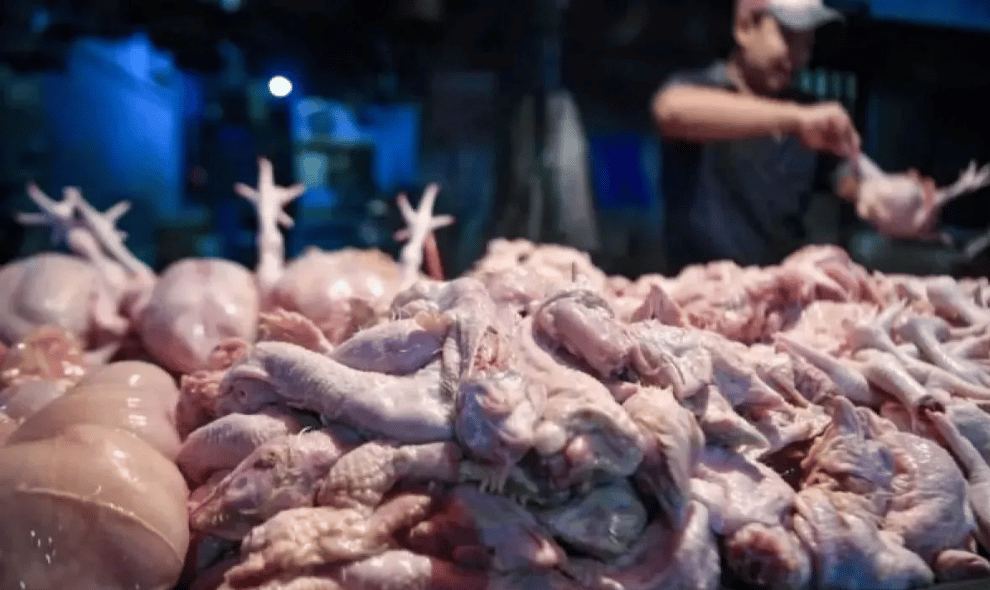 Kementan Perkuat Koperasi Peternak Ayam agar Tak Bergantung pada Tengkulak