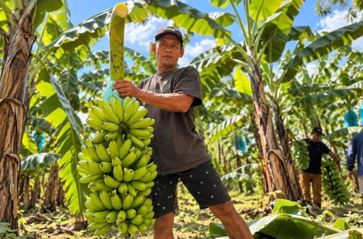 Pisang Mas Kirana Lumajang Jajaki Pasar Singapura, Produksi Berpotensi Tembus 191 Ton per Bulan