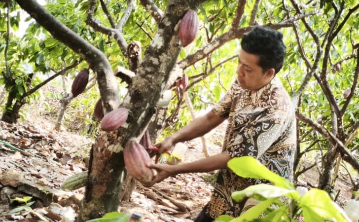 Petani Gunungkidul Dorong Hilirisasi Kakao, Pekarangan di Kawasan Karst Jadi Sumber Penghidupan