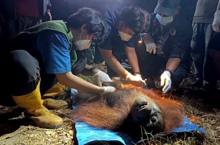 Orangutan Betina Berusia 20 Tahun Diselamatkan dari Bekas Karhutla di Kotawaringin Timur