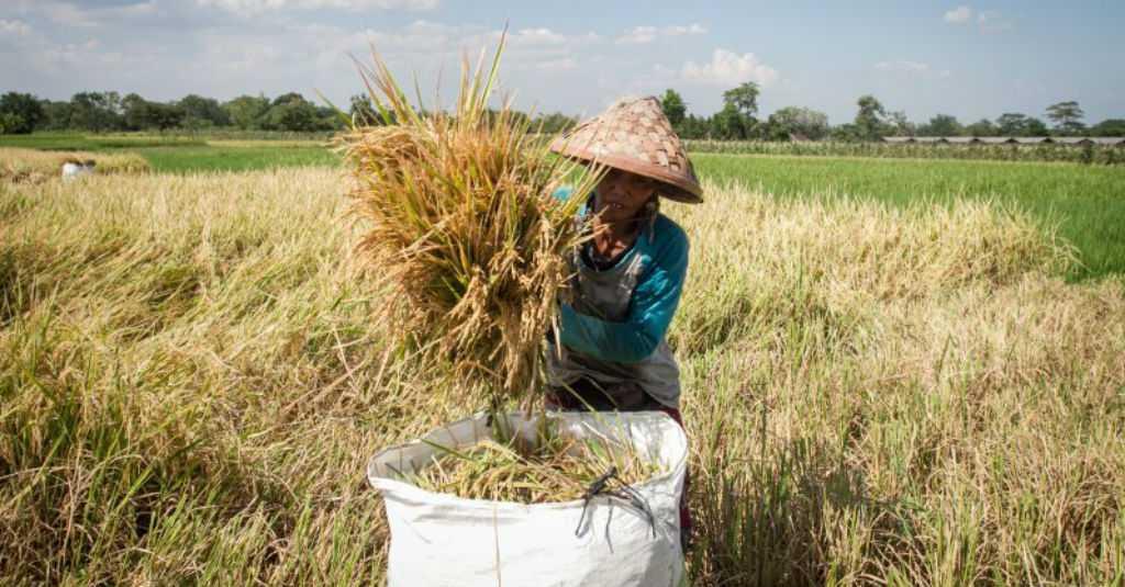 DPR Sepakat Tolak Wacana Impor Beras