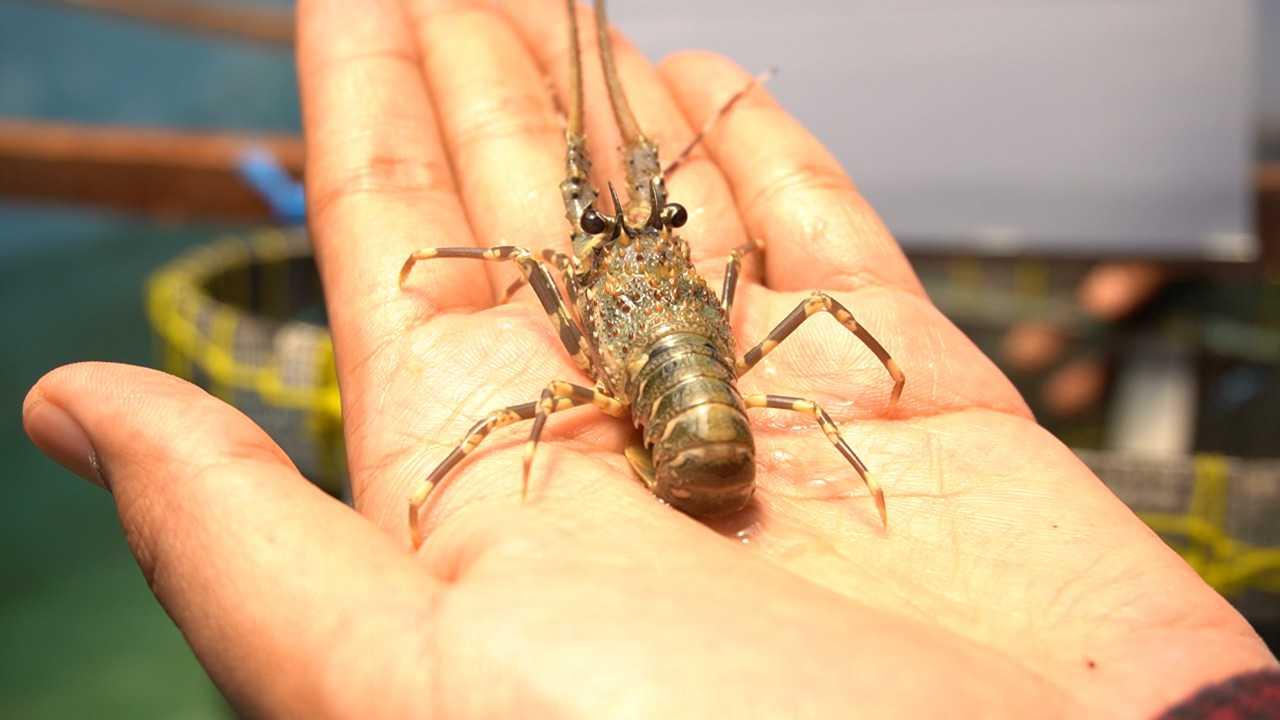 KKP Dorong Industri Budi Daya Lobster Nasional di NTB