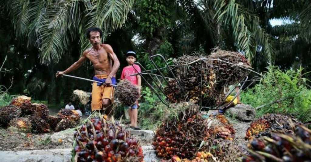 Kementan Targetkan Peremajaan Sawit Seluas 180 Ribu Hektar