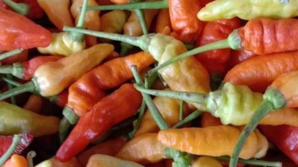 Normalkan Harga Cabai Rawit di Jabodetabek, Kementan Gelontorkan 195 Ton Cabai