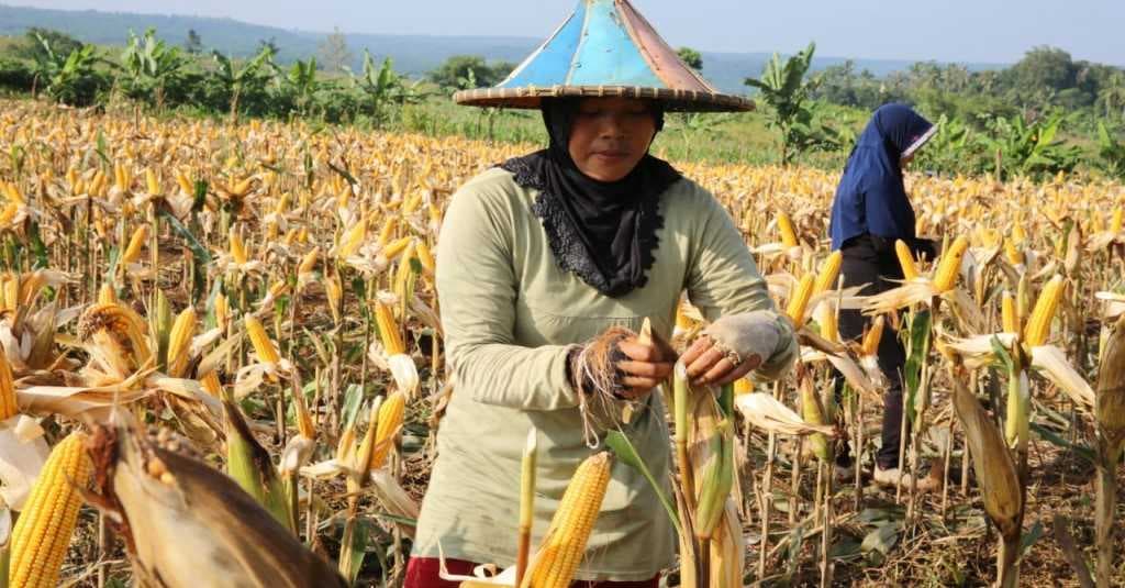 Kementan akan Jalankan 5 Program untuk Dukung Pemulihan Ekonomi