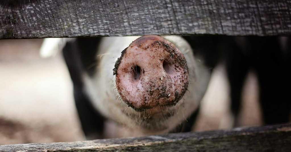 Geger! Warga Temukan Puluhan Babi Liar Mati Mendadak, Penyebabnya Adalah...