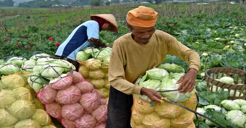 Ini Cara Perkecil Risiko untuk Asuransi Pertanian