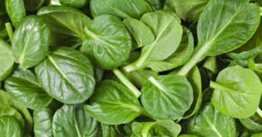 Benarkan Sayur Bayam yang Dipanaskan Mengandung Zat Beracun?