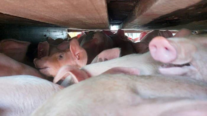 Babi Lampung Gagal 'Merantau' ke Jawa
