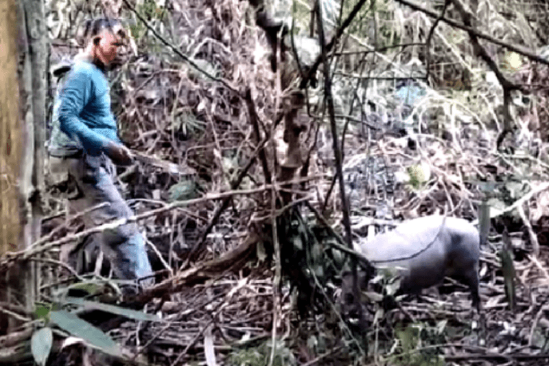 Polisi Hutan BKSDA Sultra Musnahkan 82 Jerat Liar dan Selamatkan Babi Rusa