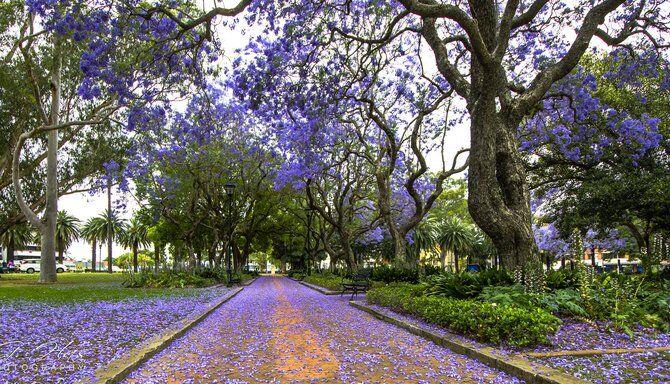 Wistaria Gardens, Pesona Warisan Sejarah di Parramatta Park Sydney