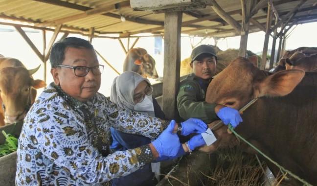 DKPP Indramayu Pastikan Stok Domba Cukup untuk Idul Adha 1446 H