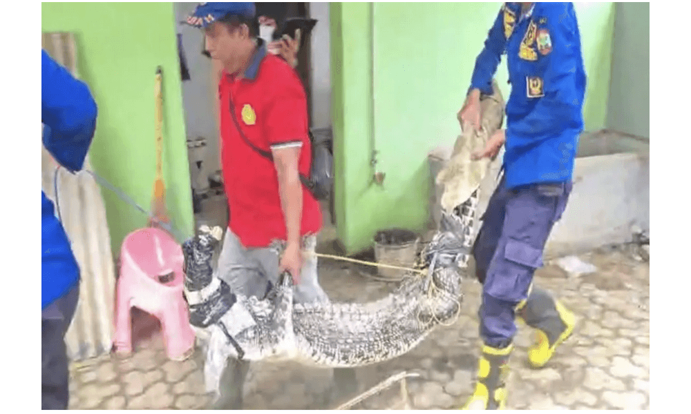 Dipelihara 28 Tahun, Buaya Muara di Lampung Selatan Dievakuasi Damkar karena Dinilai Membahayakan