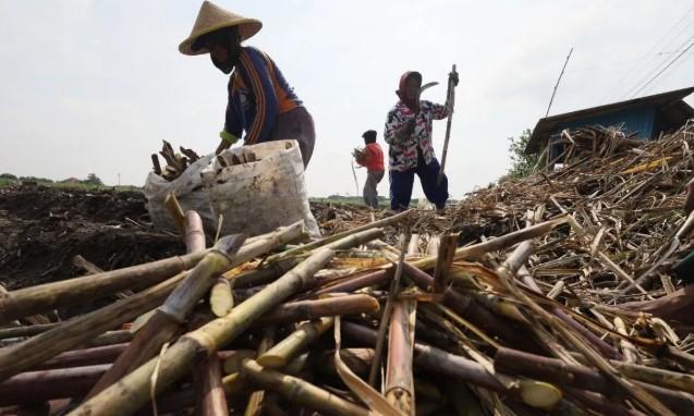 Pemerintah Targetkan Swasembada Gula Tebu pada 2026 Lewat Ekosistem Terintegrasi