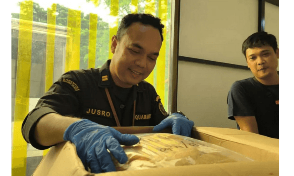 Dua Ton Telur Ikan Terbang Asal Sulsel Diekspor ke Tiongkok, Perkuat Ekonomi Daerah