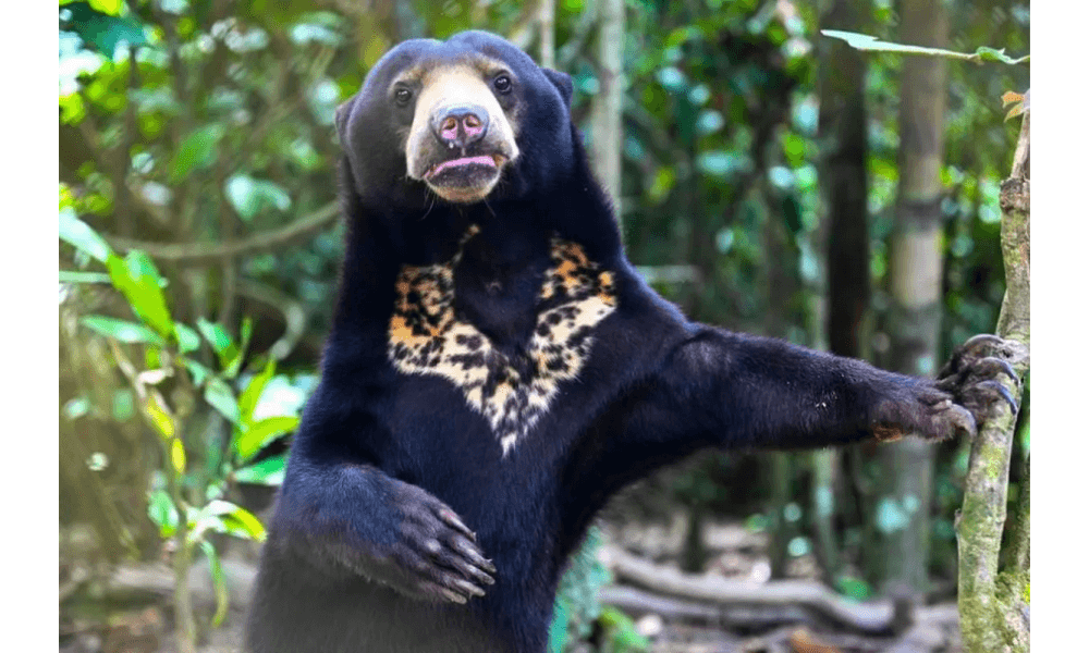 Hutan Hujan Sandakan Tampilkan Kekayaan Satwa Liar, dari Beruang Madu hingga Tarsius Bermata Besar