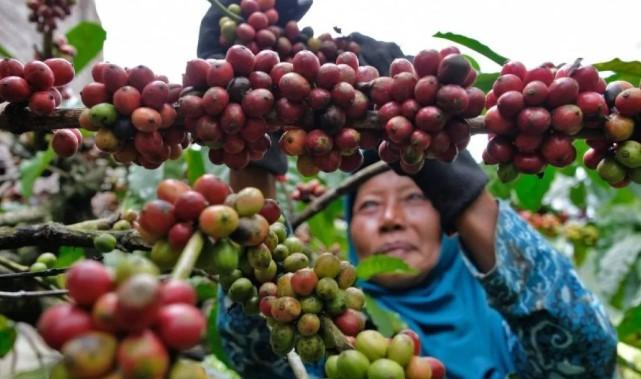 Pengembangan Kopi dan Kakao Sumatera Didorong untuk Mitigasi Bencana dan Penguatan Ekonomi Rakyat