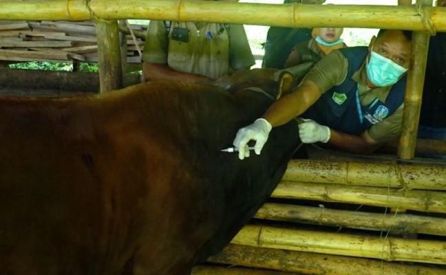 Kementan Alokasikan 151 Ribu Dosis Vaksin PMK untuk Jawa Barat Demi Lindungi Ternak